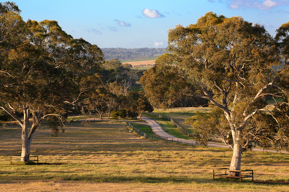 Mt Barker